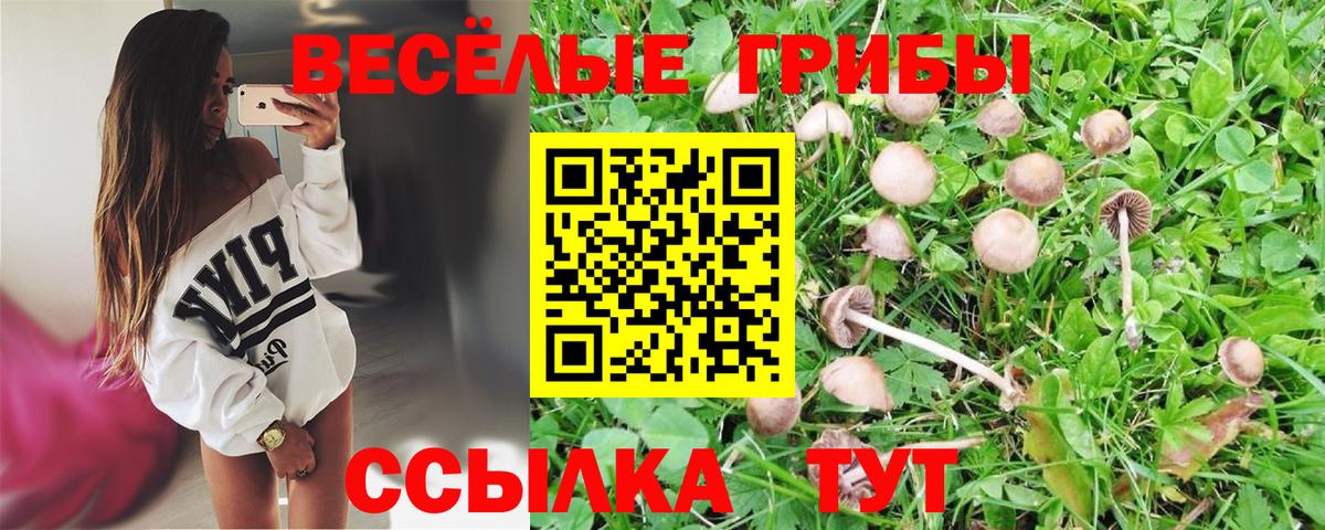 Галлюциногенные грибы Psilocybe Киржач